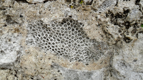 Close-up of coral in the walls of forts, Portobello, Panama.