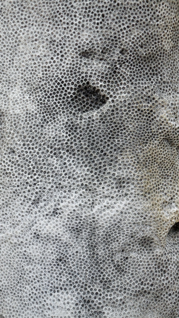 Close-up of coral in the walls of forts, Portobello, Panama
