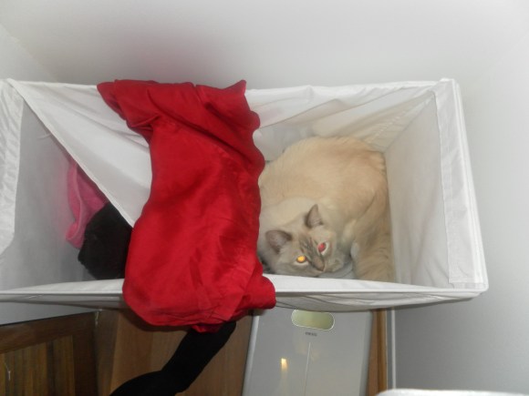 Kitty in the laundry