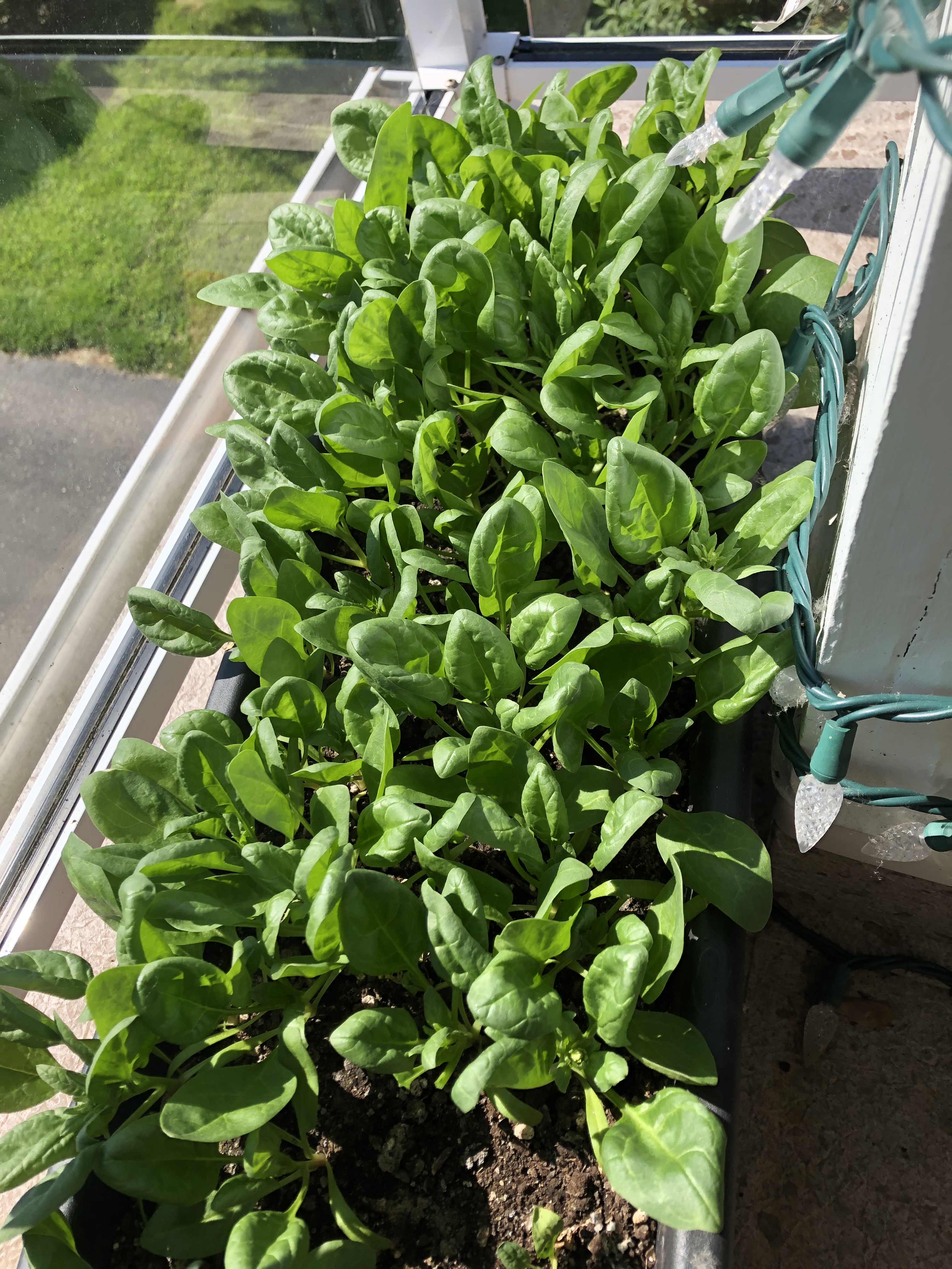 Growing your own food: spinach